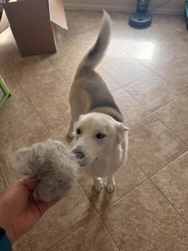 PawClean Pro™ – Electrostatic Pet Hair Cleaner photo review